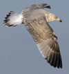 3cy argentatus in January. (80207 bytes)