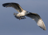 3cy argentatus in January. (80207 bytes)