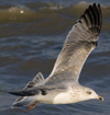 3cy argentatus in January. (80207 bytes)