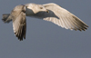 3cy argentatus in January. (80207 bytes)
