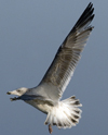 3cy argentatus in January. (80207 bytes)