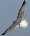 3cy argentatus in January. (80207 bytes)