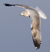 3cy argentatus in January. (80207 bytes)