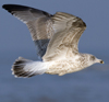 3cy argentatus in January. (80207 bytes)