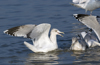 3cy argentatus in January. (80207 bytes)