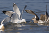 3cy argentatus in January. (80207 bytes)