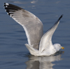 3cy argentatus in January. (80207 bytes)