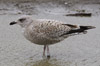 Herring Gull