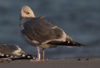2cy argentatus in February, ringed in Russia. (84802 bytes)