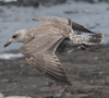 Herring Gull