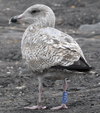 1cy argenteus in November, ringed in Belgium. (25637 bytes)