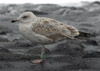 2cy argenteus in October, ringed in the Netherlands. (78696 bytes)