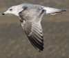 3cy argentatus in January. (80207 bytes)