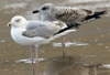 3cy argentatus in January. (80207 bytes)