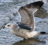 3cy argentatus in January. (80207 bytes)