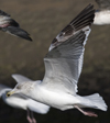 3cy argentatus in January. (80207 bytes)