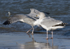 3cy argentatus in January. (80207 bytes)
