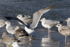 3cy argentatus in January. (80207 bytes)