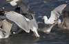 3cy argentatus in January. (80207 bytes)