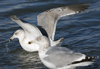 3cy argentatus in January. (80207 bytes)