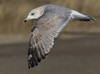 3cy argentatus in January. (80207 bytes)
