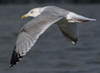 3cy argentatus in January. (80207 bytes)