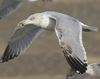 3cy argentatus in January. (80207 bytes)