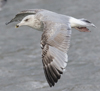 3cy argentatus in January. (80207 bytes)