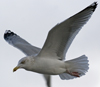 3cy argentatus in January. (80207 bytes)