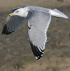 3cy argentatus in January. (80207 bytes)