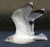 3cy argentatus in January. (80207 bytes)