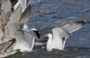 3cy argentatus in January. (80207 bytes)