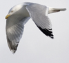 3cy argentatus in January. (80207 bytes)