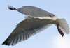 3cy argentatus in January. (80207 bytes)