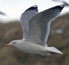 3cy argentatus in January. (80207 bytes)