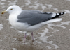 3cy argentatus in January. (80207 bytes)