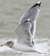 3cy argentatus in January. (80207 bytes)
