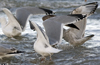 3cy argentatus in January. (80207 bytes)
