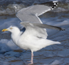 3cy argentatus in January. (80207 bytes)