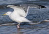 3cy argentatus in January. (80207 bytes)