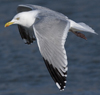 3cy argentatus in January. (80207 bytes)