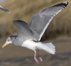 3cy argentatus in January. (80207 bytes)