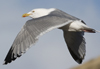 3cy argentatus in January. (80207 bytes)