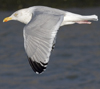 3cy argentatus in January. (80207 bytes)
