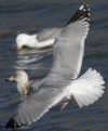 3cy argentatus in January. (80207 bytes)