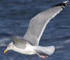 3cy argentatus in January. (80207 bytes)