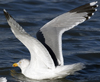 3cy argentatus in January. (80207 bytes)