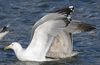 3cy argentatus in January. (80207 bytes)