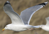 3cy argentatus in January. (80207 bytes)