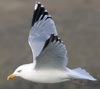 3cy argentatus in January. (80207 bytes)